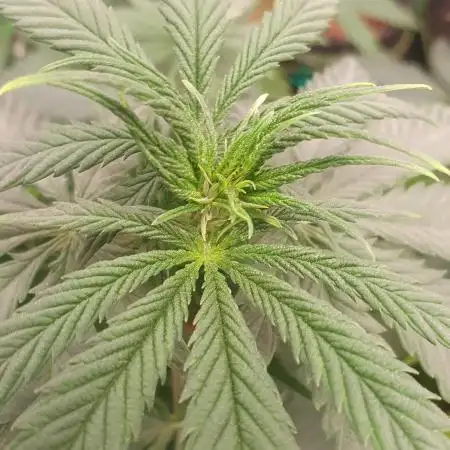 Kannabia - Rainbow Sherbert # 11