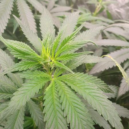 Kannabia - Rainbow Sherbert # 11
