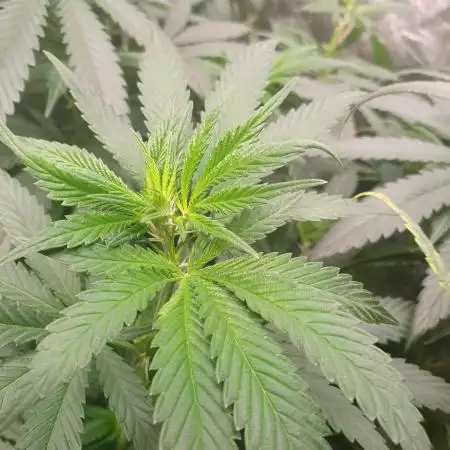 Kannabia - Rainbow Sherbert # 11