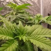 Zillions - Barney's Farm