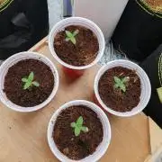 Zillions - Barneys Farm