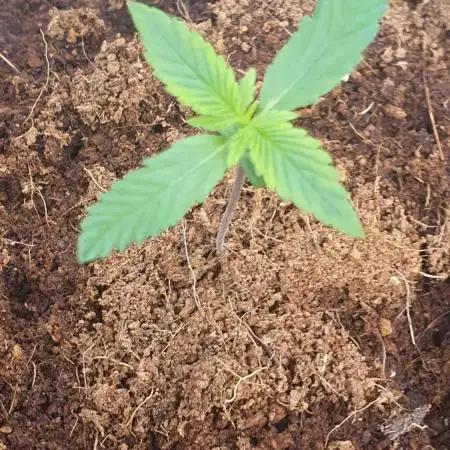 Strawberry Gorilla Auto 🍓🦍