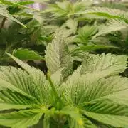 Zillions - Barney's Farm