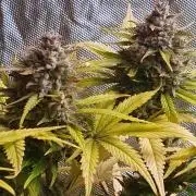 Fast Buds Papaya Cookies