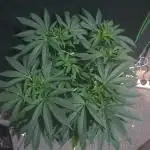 Kannabia - Super OG Kush 😎