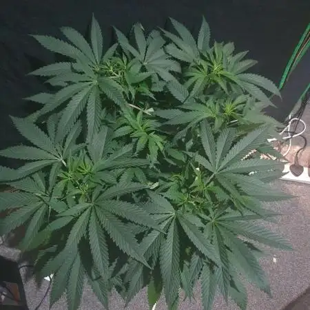 Kannabia - Super OG Kush 😎