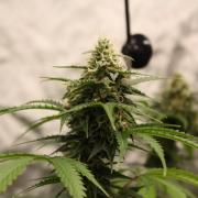 Eternity Grow Cup🏆👽🏆 - Zamnesia Runtz Auto