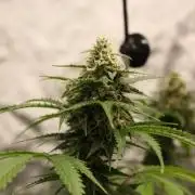Eternity Grow Cup🏆👽🏆 - Zamnesia Runtz Auto
