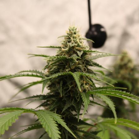 Eternity Grow Cup🏆👽🏆 - Zamnesia Runtz Auto