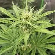 Strawberry Gorilla Auto