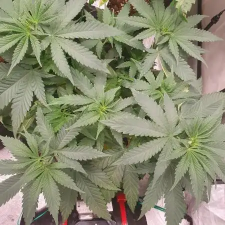 Kannabia - Super OG Kush 😎