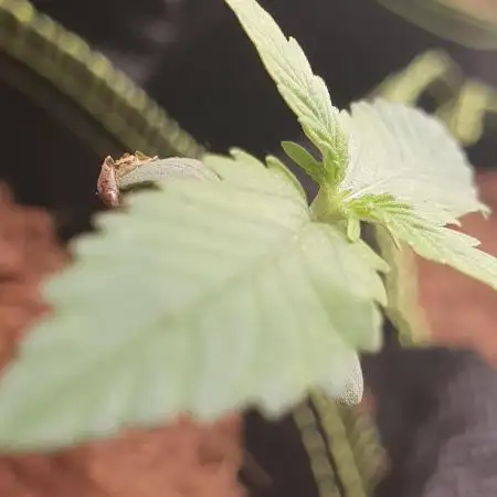 Z-Up Auto 🍋🍈 - Fastbuds
