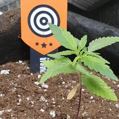 Kannabia - Rainbow Sherbert # 11