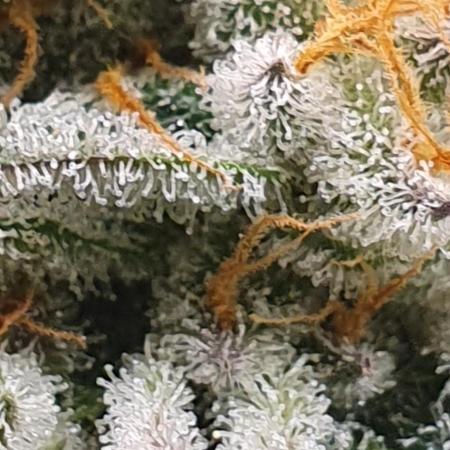 Zillions 💵 - Barney's Farm