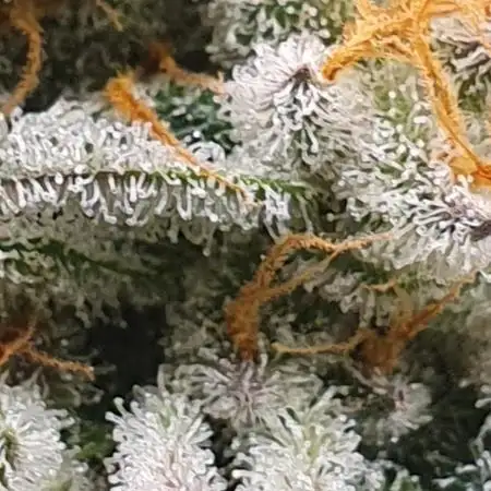 Zillions 💵 - Barney's Farm
