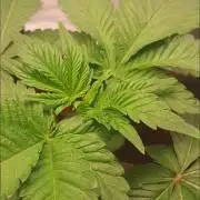 Zillions - Barney's Farm