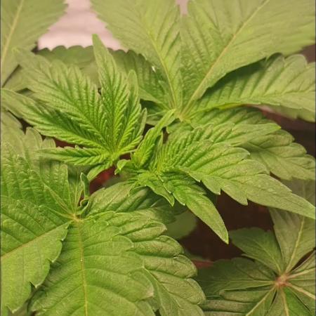 Zillions - Barney's Farm