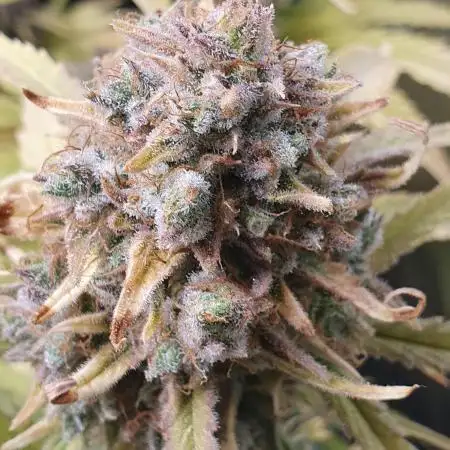 Fast Buds Gelato Auto
