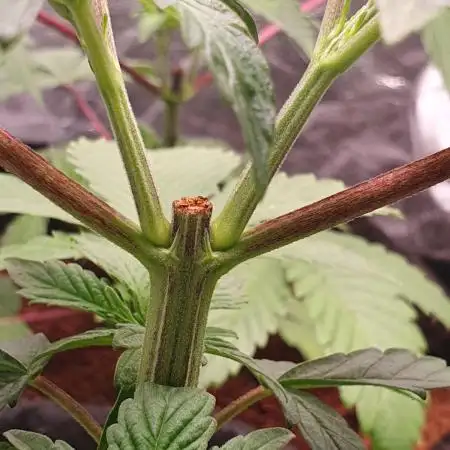 Zillions - Barney's Farm