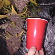 Fast Buds Banana Purple Punch X