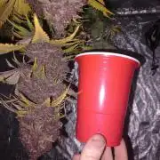 Fast Buds Banana Purple Punch X
