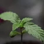 Natural History- Black D.O.G