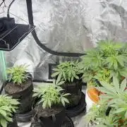 Green Bodhi Golden Pineapple 2nd Grow