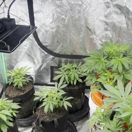 Green Bodhi Golden Pineapple 2nd Grow