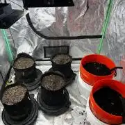 Green Bodhi Golden Pineapple Second Grow