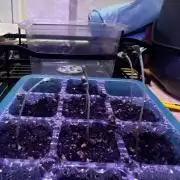 Green Bodhi Golden Pineapple Second Grow