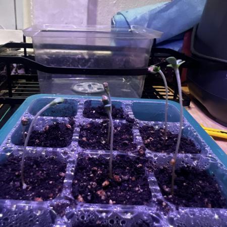 Green Bodhi Golden Pineapple Second Grow