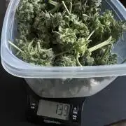 Green Bodhi Golden Pineapple 2nd Grow