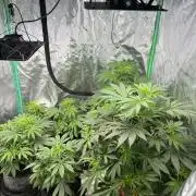 Green Bodhi Golden Pineapple 2nd Grow