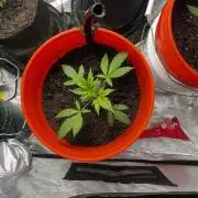 Green Bodhi Golden Pineapple 2nd Grow