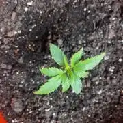 Green Bodhi Golden Pineapple 2nd Grow