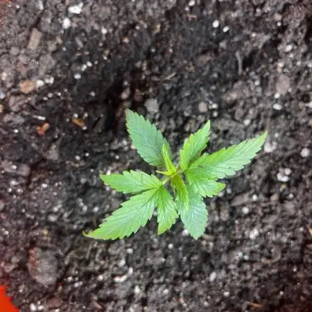 Green Bodhi Golden Pineapple 2nd Grow