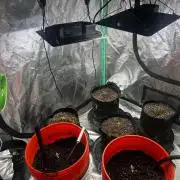 Green Bodhi Golden Pineapple Second Grow