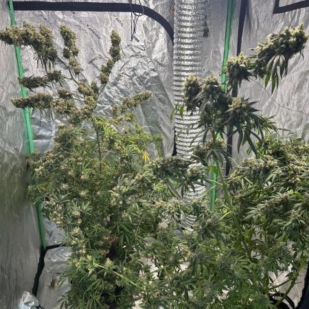 Green Crack Feminized | ILGM