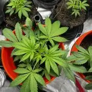 Green Bodhi Golden Pineapple 2nd Grow