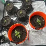 Green Bodhi Golden Pineapple 2nd Grow