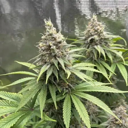 ETHOS Citradelic Sunset