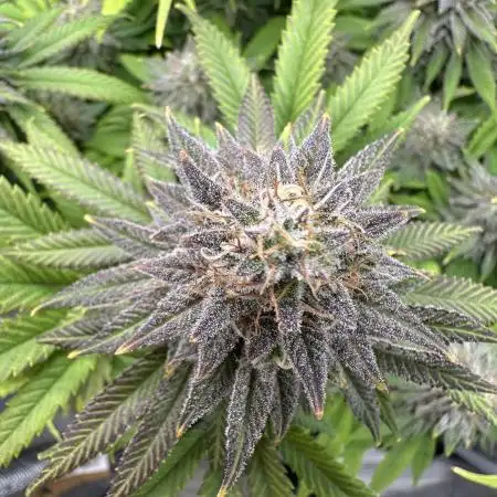 ETHOS Citradelic Sunset