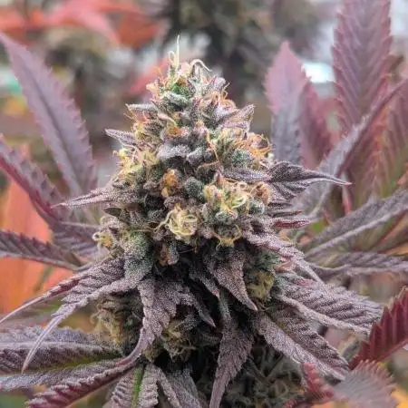 Biscotti Gelato & Papayton in Flo