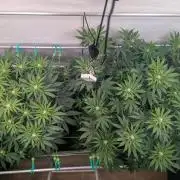 Biscotti Gelato & Papayton in Flo