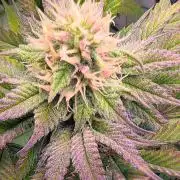 Biscotti Gelato & Papayton in Flo