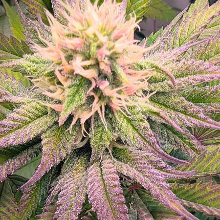 Biscotti Gelato & Papayton in Flo