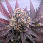 Biscotti Gelato & Papayton in Flo