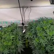 Fastbuds - Biscotti Gelato & Papayton