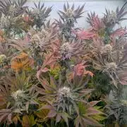 Biscotti Gelato & Papayton in Flo