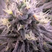 Biscotti Gelato & Papayton in Flo